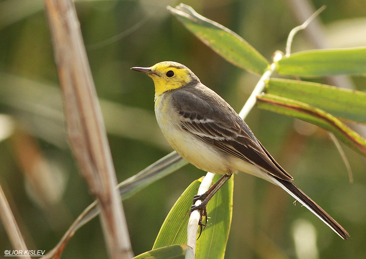   Citrine Wagtail Motacilla citreola  ,Hamadia fish ponds ,Beit  shean valley. 18-01-13                